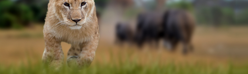 lion cub running