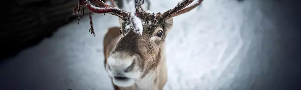 reindeer staring into the camera  