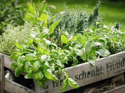 crate of fresh grown herbs  