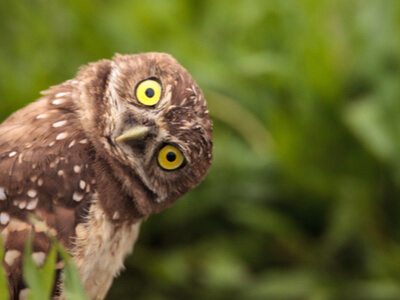 photo of an owl giving a curious look